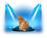 an in the spotlight kitty